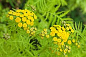 TANACETUM VULGARE ALL GOLD