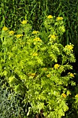 TANACETUM VULGARE ALL GOLD