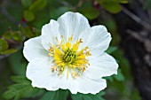 TROLLIUS LAXUS