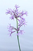 TULBAGHIA VIOLACEA SILVER LACE