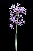 TULBAGHIA VIOLACEA SILVER LACE