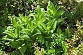 VERATRUM VIRIDE