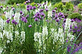 VERBASCUM PHOENICUM FLUSH OF WHITE