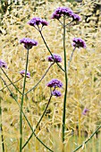 VERBENA BONARIENSIS WITH STIPA GIGANTEA