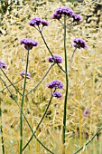 VERBENA BONARIENSIS WITH STIPA GIGANTEA