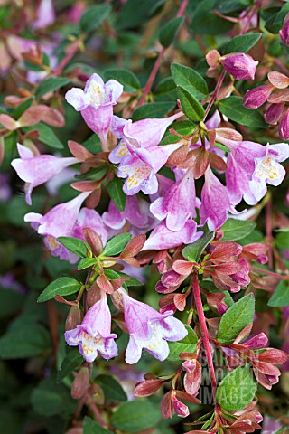 ABELIA_PARVIFOLIA_BUMBLEBEE