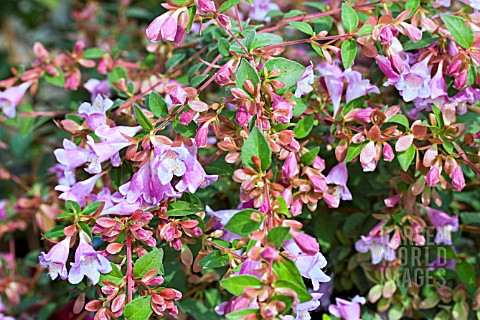 ABELIA_PARVIFOLIA_BUMBLEBEE