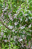 ALOYSIA CITRIODORA