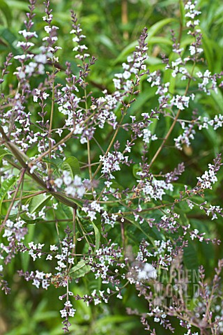 ALOYSIA_CITRIODORA