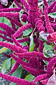 AMARANTHUS MARVEL BRONZE