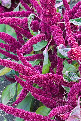 AMARANTHUS_MARVEL_BRONZE