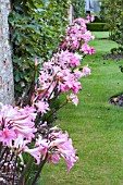 AMARYLLIS BELLADONNA