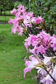 AMARYLLIS BELLADONNA