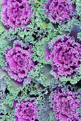 BRASSICA_OLERACEA_NORTHERN_LIGHTS_FRINGED_RED