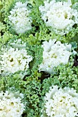 BRASSICA OLERACEA NORTHERN LIGHTS FRINGED WHITE