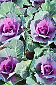 BRASSICA OLERACEA NORTHERN LIGHTS ROSE