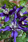 CLEMATIS PETIT FAUCON (EVISIX)