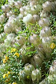 CLEMATIS TANGUTICA