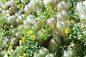 CLEMATIS TANGUTICA