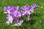 COLCHICUM THE GIANT