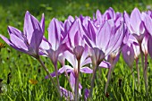 COLCHICUM THE GIANT