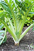 CYNARA CARDUNCULUS AMELIORE