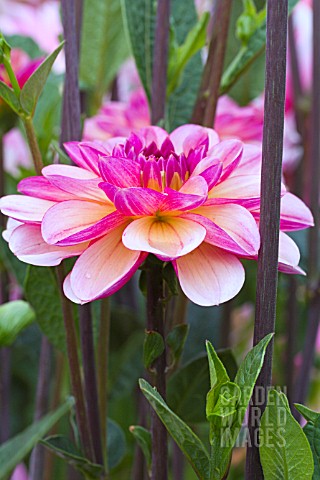 DAHLIA_BERNERS_OBERLAND