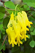 DICENTRA SCANDENS