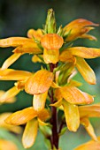 DIGITALIS CANARIENSIS (ISOPLEXIS CANARIENSIS)