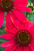 ECHINACEA DIXIE SCARLET