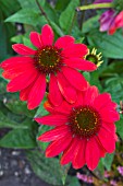 ECHINACEA DIXIE SCARLET