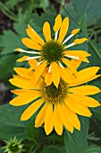 ECHINACEA DIXIE SUN