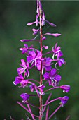 EPILOBIUM ANGUSTIFOLIUM