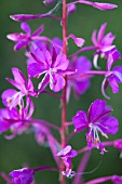 EPILOBIUM ANGUSTIFOLIUM