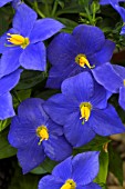 EXACUM PURPLE KANDY