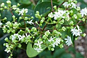 HEPTACODIUM MICONIOIDES