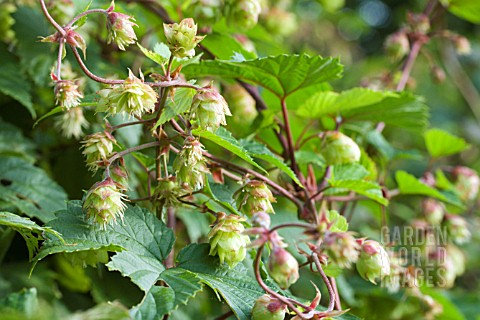 HUMULUS_LUPULUS