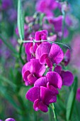 LATHYRUS LATIFOLIUS