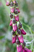 LATHYRUS LATIFOLIUS