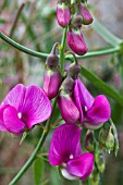 LATHYRUS LATIFOLIUS