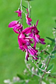 LESPEDEZA THUNBERGII