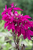 LOBELIA X SPECIOSA TANIA