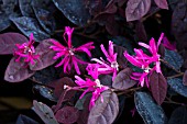 LOROPETALUM CHINENSIS FIRE DANCE