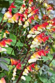 MINA LOBATA