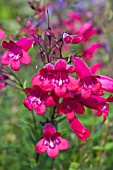 PENSTEMON EVELYN