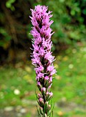 LIATRIS SPICATA PRINCE OF WALES FEATHERS