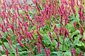 PERSICARIA AMPLEXICAULIS ATROSANGUINEA