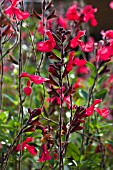 SALVIA X JAMENSIS FLAMMENN