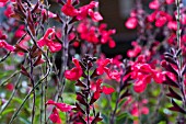 SALVIA X JAMENSIS FLAMMENN