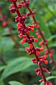 SALVIA CONFERTIFLORA